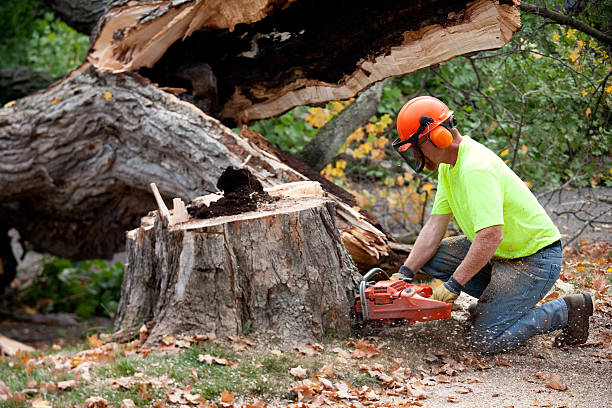 Tree Branch Trimming in Pontiac, MI